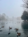 Canada geese swimming in a frosty foggy lake Royalty Free Stock Photo