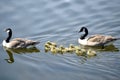 Canada geese with goslings on Rydalwater, Lake District Royalty Free Stock Photo