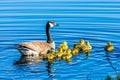 Canada Geese swimming on a Lake. Royalty Free Stock Photo