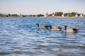 Canada geese swimming at Shoreline Park and Lake, Mountain View, California Royalty Free Stock Photo