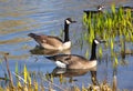 Canada geese Royalty Free Stock Photo