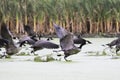 Canada Geese Taking Off Royalty Free Stock Photo