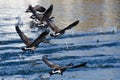 Canada Geese Taking Off From Water Royalty Free Stock Photo