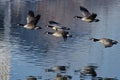 Canada Geese Taking to Flight from a Lake Royalty Free Stock Photo