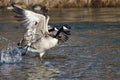 Canada Geese Taking to Flight from the River Royalty Free Stock Photo