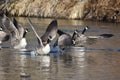 Canada Geese Taking to Flight from the River Royalty Free Stock Photo
