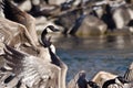 Canada Geese Taking to Flight from the River Royalty Free Stock Photo