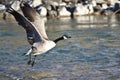 Canada Geese Taking to Flight from the River Royalty Free Stock Photo