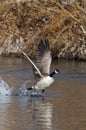 Canada Geese Taking to Flight from the River Royalty Free Stock Photo