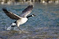 Canada Geese Taking to Flight from the River Royalty Free Stock Photo