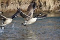 Canada Geese Taking to Flight from the River Royalty Free Stock Photo