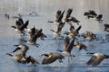 Canada Geese Taking to Flight from a Winter Lake Royalty Free Stock Photo