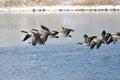 Canada Geese Taking to Flight from a Winter Lake Royalty Free Stock Photo