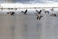 Canada Geese Taking to Flight from a Winter Lake Royalty Free Stock Photo