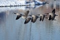 Canada Geese Taking to Flight from a Winter Lake Royalty Free Stock Photo