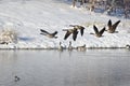 Canada Geese Taking to Flight from a Winter Lake Royalty Free Stock Photo