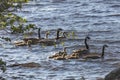 Canada geese and their goslings in the water Royalty Free Stock Photo