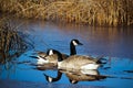 Canada Geese with their reflections in water Royalty Free Stock Photo