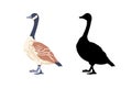 Canada geese. Two bird profile. The black silhouette and the color vintage style bird. Vector illustration.