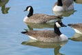 Canada geese on urban lake canyon texas central flyway