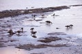 Canada geese wading and rooting for food in muddy St. Lawrence River bank in the early spring
