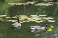 Canada Geese watching Coy Fish swim by. Royalty Free Stock Photo