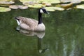 Canada Geese water reflections. Royalty Free Stock Photo