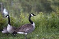 Canada Geese Waterfowl Birds - Branta canadensis