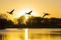 Canada geese (Branta canadensis) flying over a Pen Ponds Sunrise