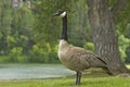 Canada Goose