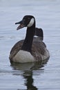 Canada goose Royalty Free Stock Photo