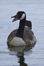 Canada goose