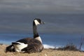 Canada goose