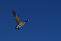 Canada Goose Royalty Free Stock Photo