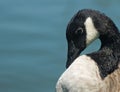 Canada Goose Royalty Free Stock Photo