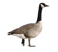 Canada Goose Royalty Free Stock Photo