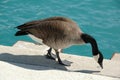 Canada Goose Royalty Free Stock Photo