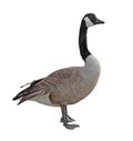 Canada Goose