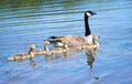 Canada goose and adorable goslings swimming in a lake Royalty Free Stock Photo