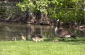 Canada goose aka Canadian goose with her gosling babies at pond