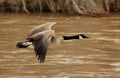 Canada Goose along the Rio Grande