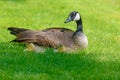 Canada Goose babies lie next to mom. Royalty Free Stock Photo