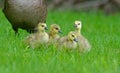 Canada Goose babies stay close to mom. Royalty Free Stock Photo