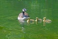 Canada Goose babies swim next to mom. Royalty Free Stock Photo