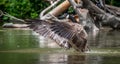 Canada Goose bathes with vigor in the Ottawa River. Royalty Free Stock Photo