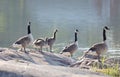Canada Goose Bird Family In Early Morning Light Standing On A Rock By The Sea (latin: Branta Canadensis)