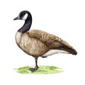 Canada Goose Bird Standing On The Green Grass. Watercolor Illustration. Hand Drawn Canadian Goose Wildlife Animal