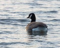 Canada Goose, Bird Swimming On Pond.