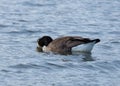 Canada Goose, Bird Swimming On Pond.