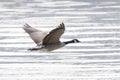 Canada goose bird Royalty Free Stock Photo